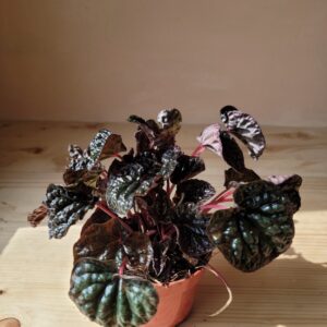 Peperomia Caperata red