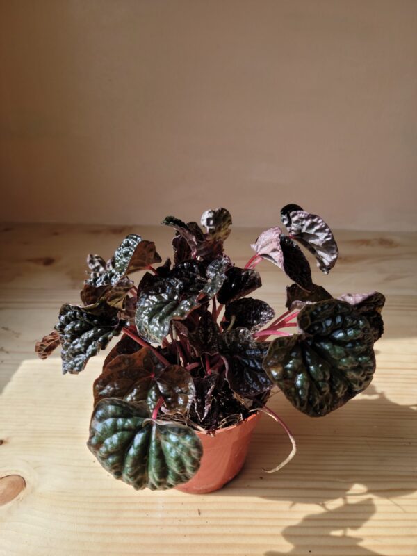 Peperomia Caperata red