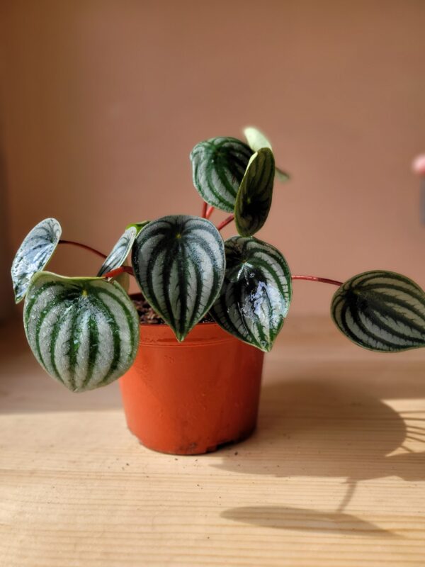 Peperomia Argyreia