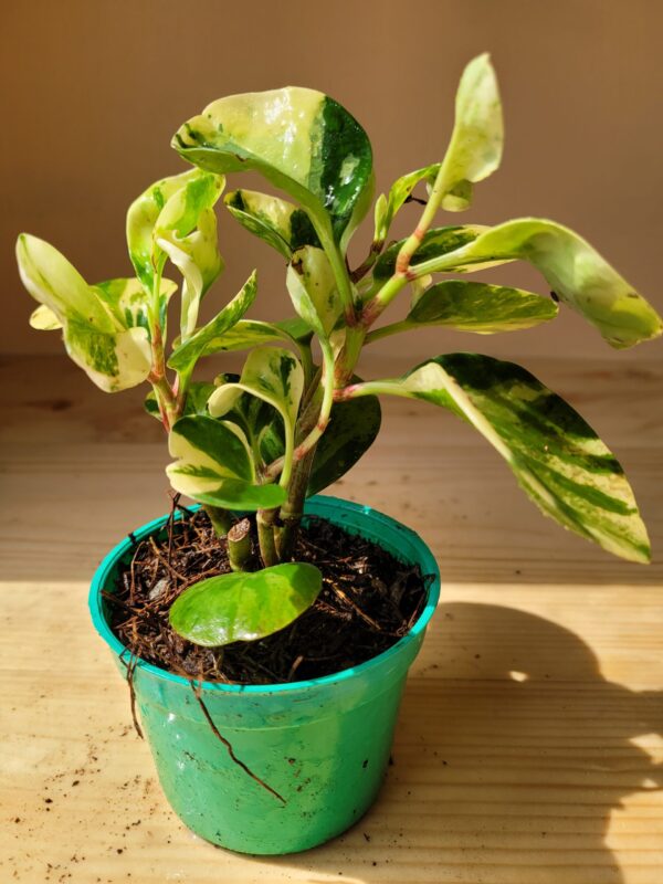 Peperomia Obtusifolia variegada