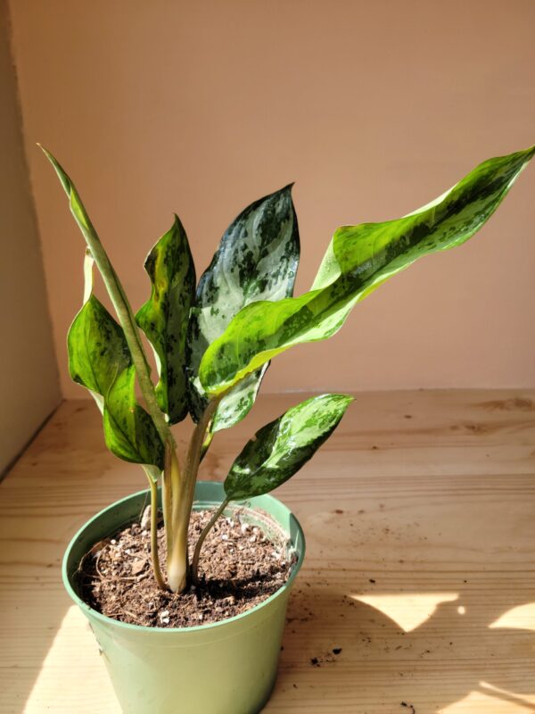 Aglaonema Commutatum2