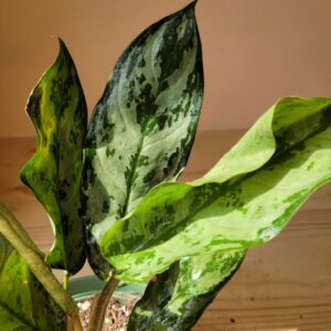 Aglaonema Commutatum1