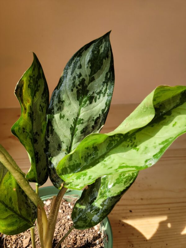 Aglaonema Commutatum1