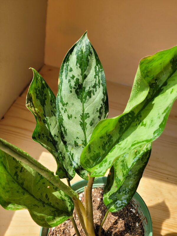 Aglaonema Commutatum3