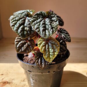 Peperomia Caperata