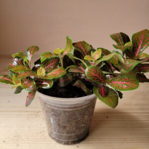 Fittonia verschaffeltii (rojo)