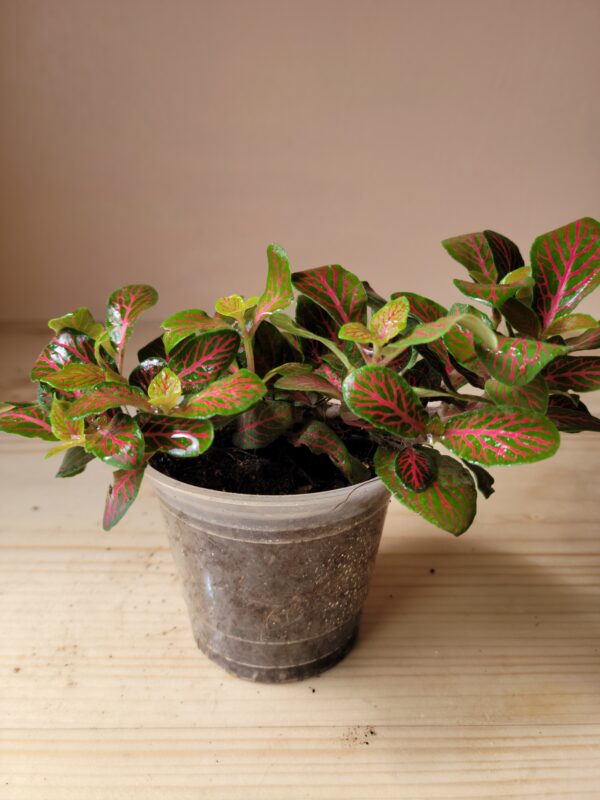 Fittonia verschaffeltii (rojo)