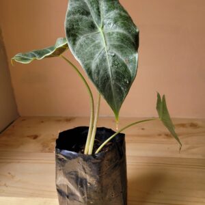 Alocasia Longiloba Silver