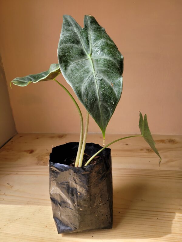 Alocasia Longiloba Silver