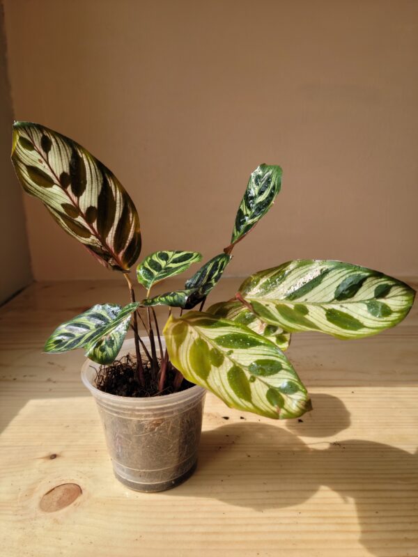 Calathea Makoyana