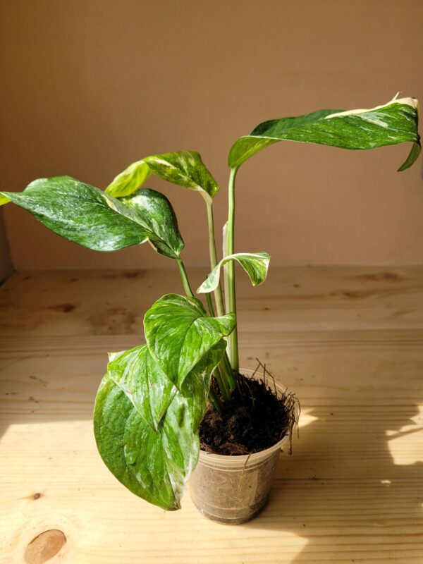 Monstera Lechleriana