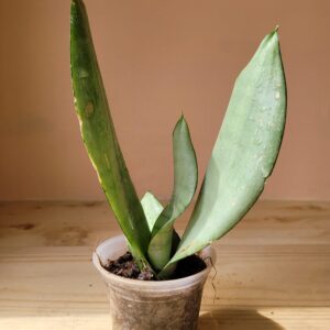 Sansevieria Trifasciata Moonshine