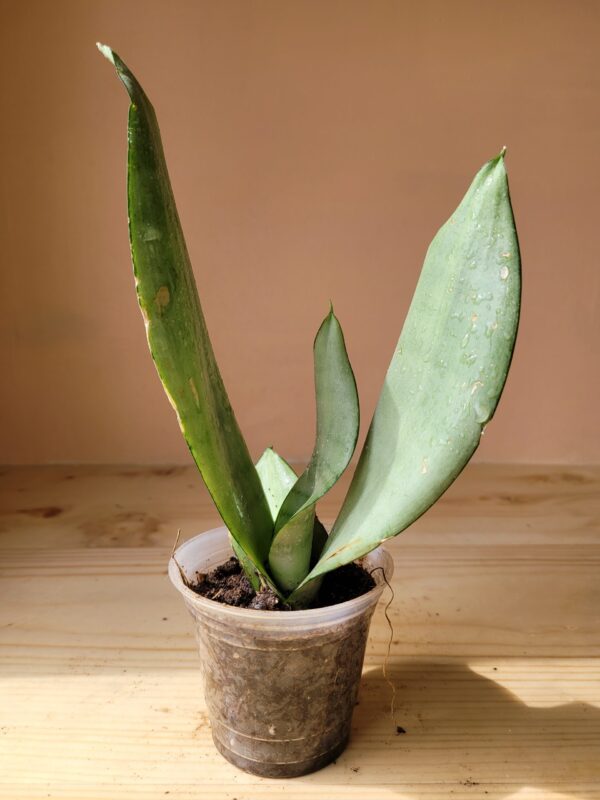 Sansevieria Trifasciata Moonshine