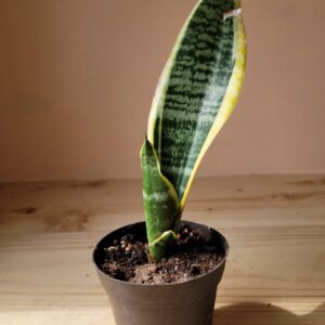 Sansevieria Trifasciata