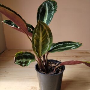 Calathea Medallion