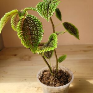 Pilea Involucrata