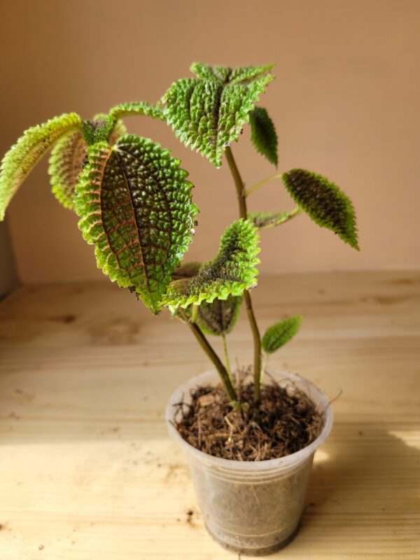 Pilea Involucrata