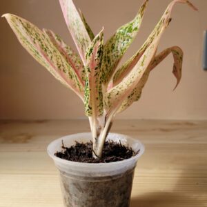 Aglaonema Serena