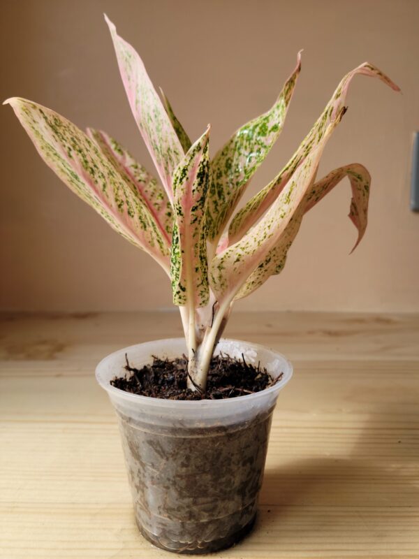 Aglaonema Serena