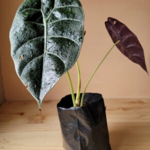 Alocasia Sedenii