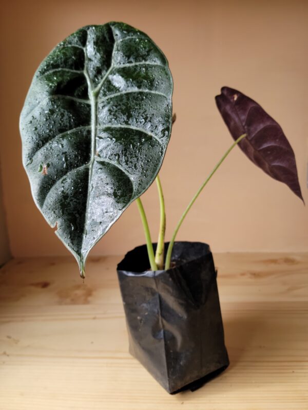 Alocasia Sedenii