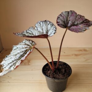 Begonia Rex