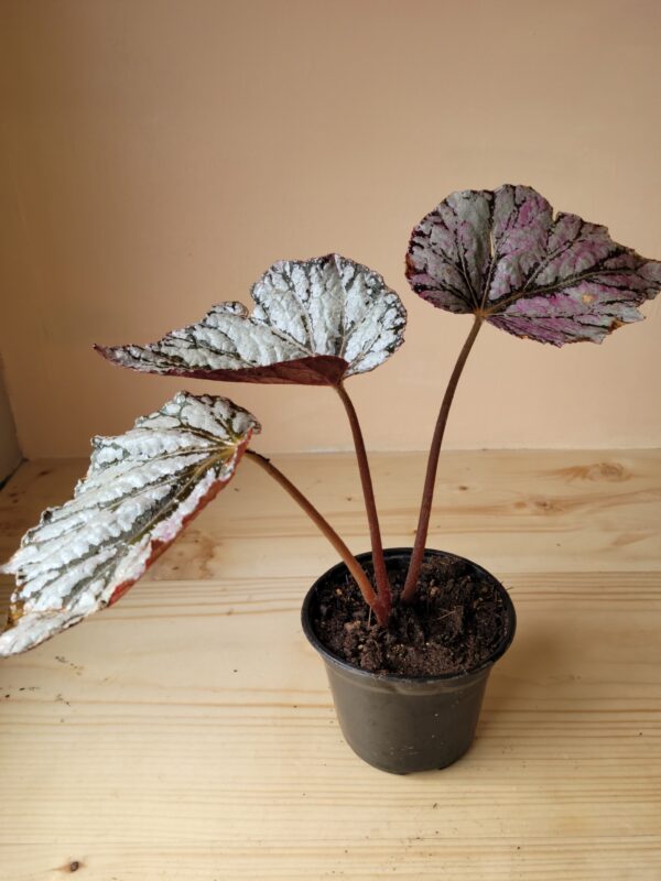 Begonia Rex