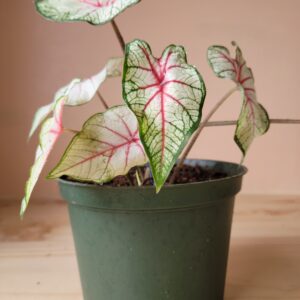 Caladium