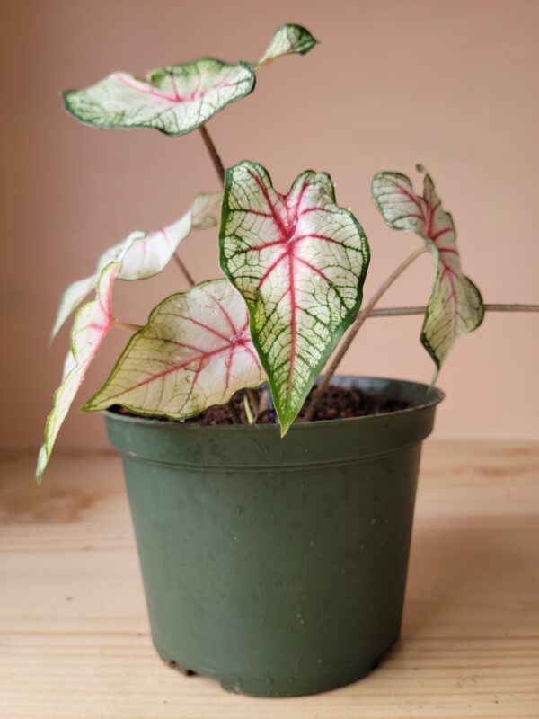 Caladium