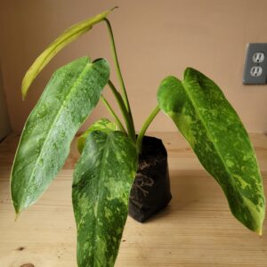 Philodendron Jose Buono