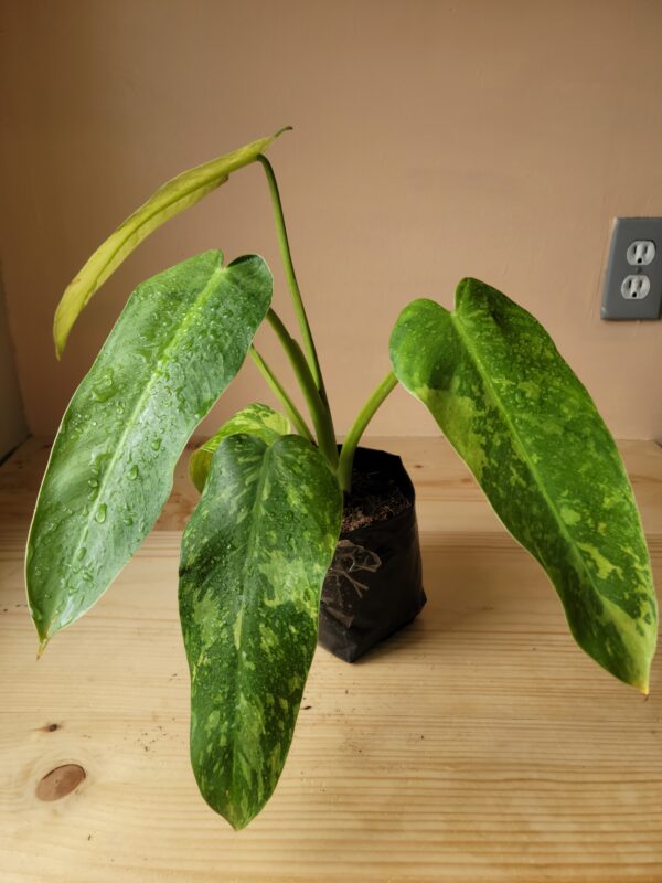 Philodendron Jose Buono