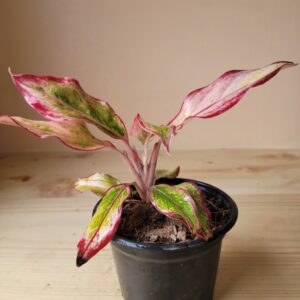 Aglaonema ‘Siam Aurora Red’