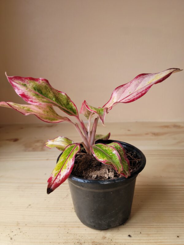 Aglaonema ‘Siam Aurora Red’