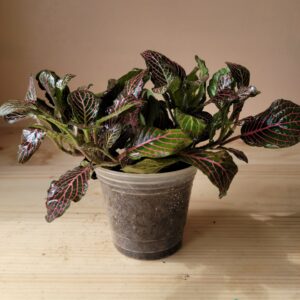 Fittonia verschaffeltii ‘Pink’ (rosa)