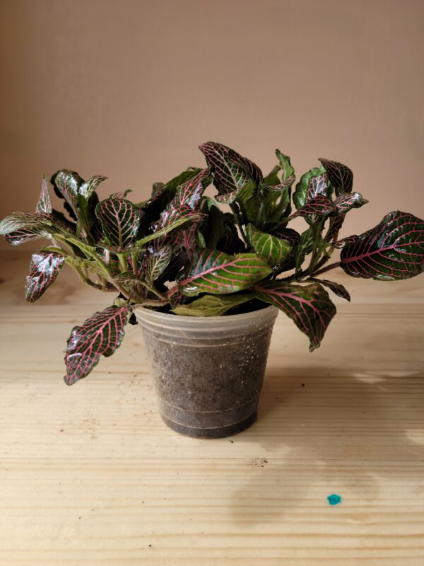 Fittonia verschaffeltii ‘Pink’ (rosa)