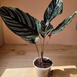 Calathea Pinstripe