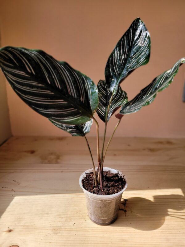 Calathea Pinstripe