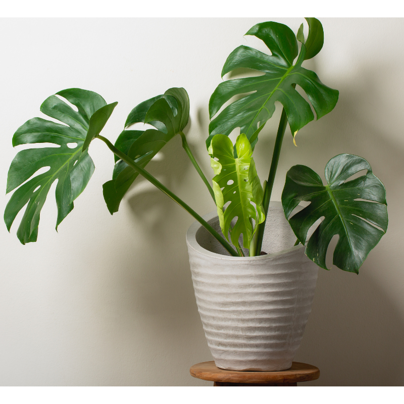 monstera