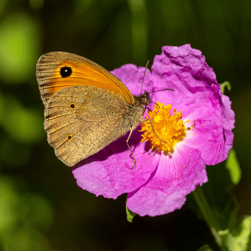 Mariposa en Capuchina