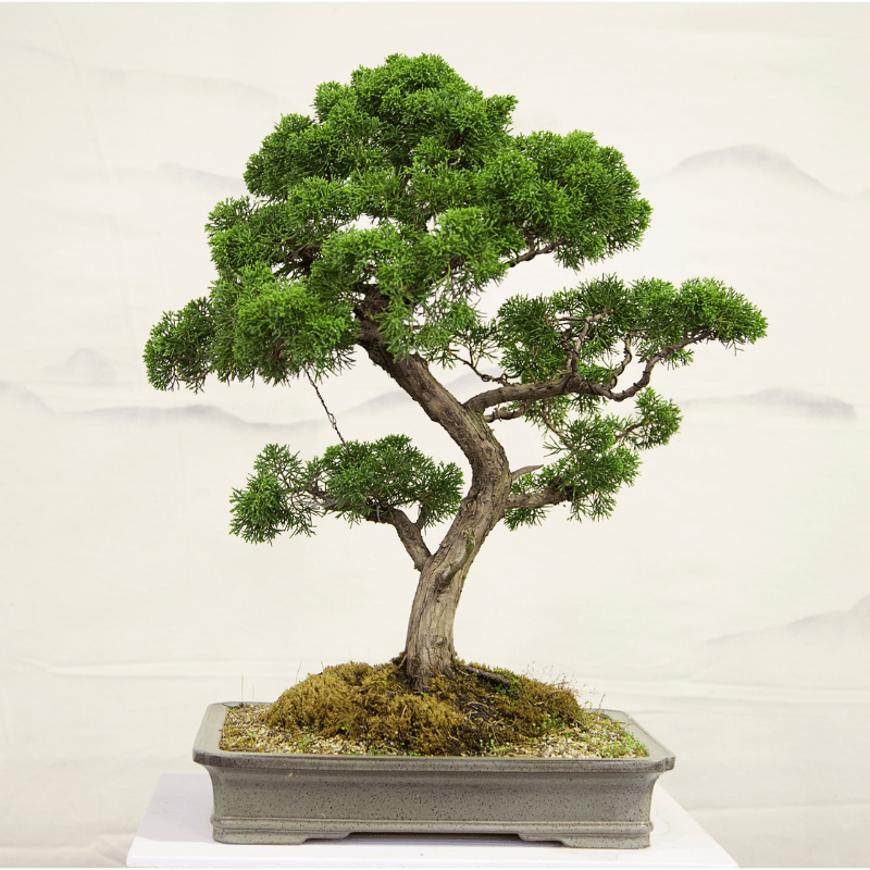 Bonsai