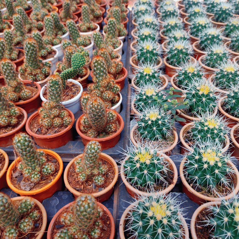 Cactus