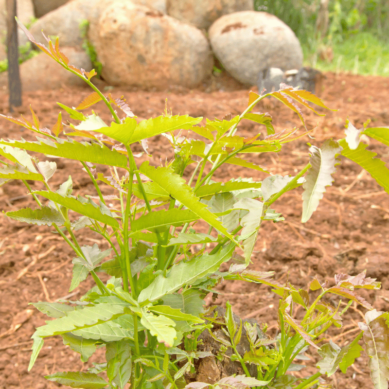 Cultivando neem