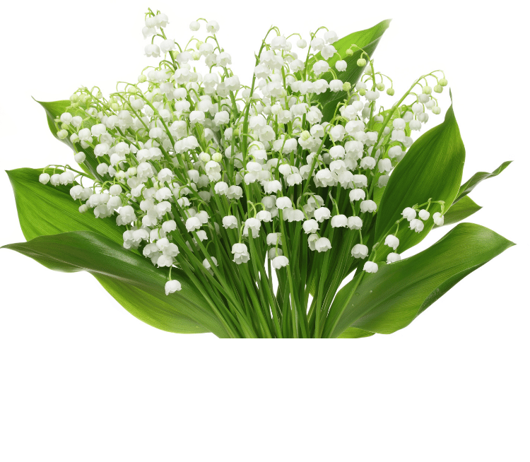 Lily of the valley o lirio de los valles