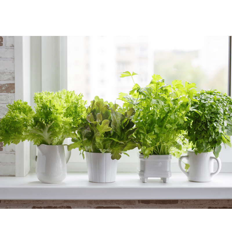 Plantas Aromaticas