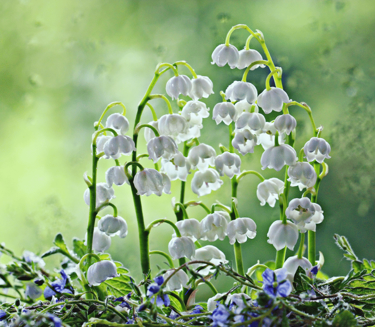 Lily of the valley o lirio de los valles