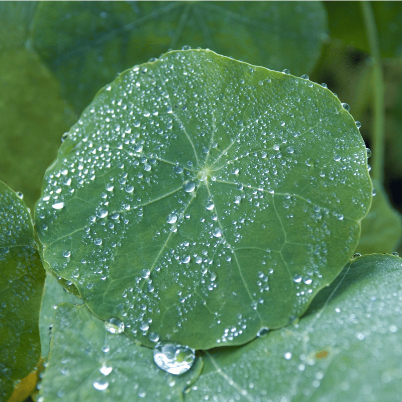 Cuidados de Capuchina