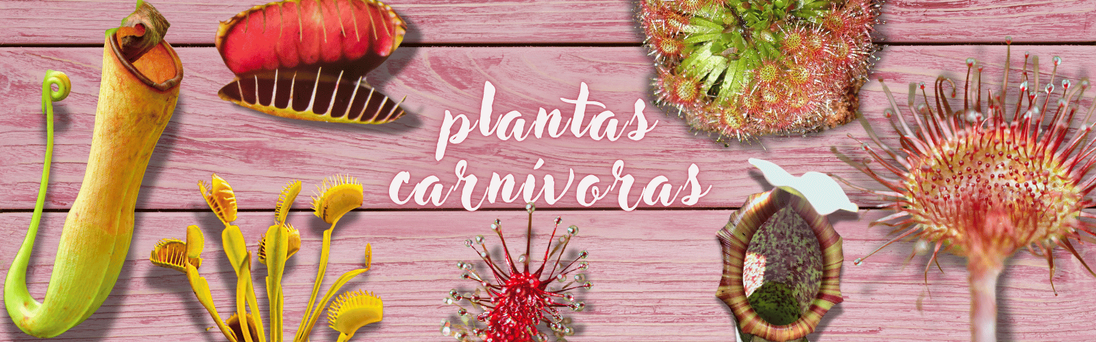 Plantas Carnivoras2