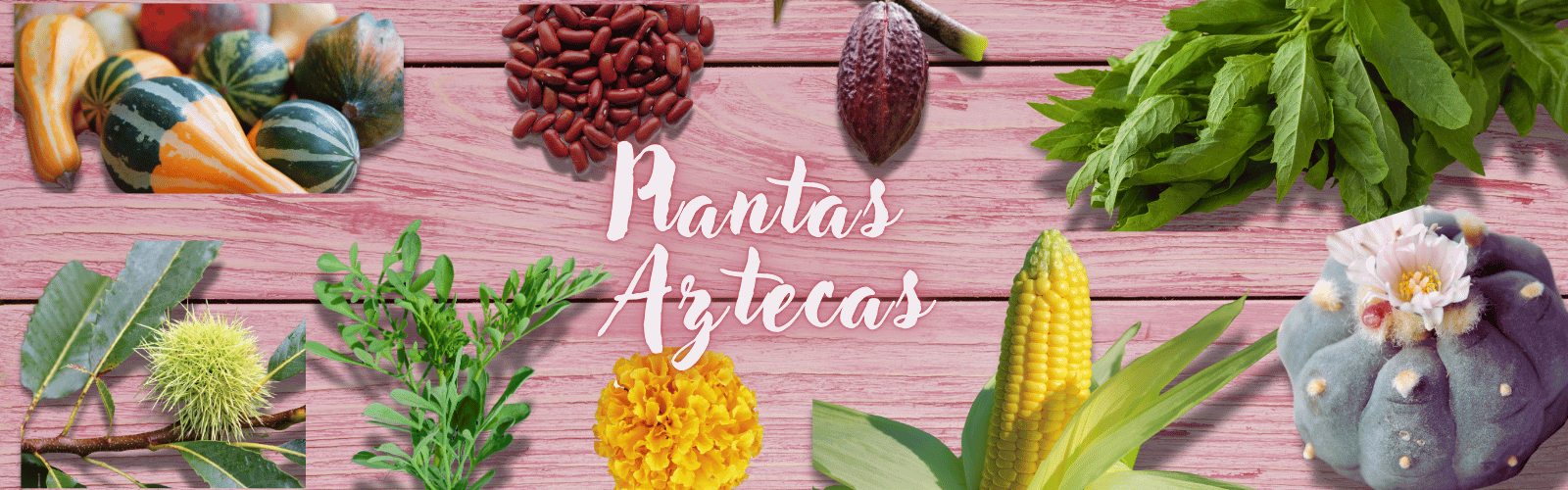 plantas aztecas 1