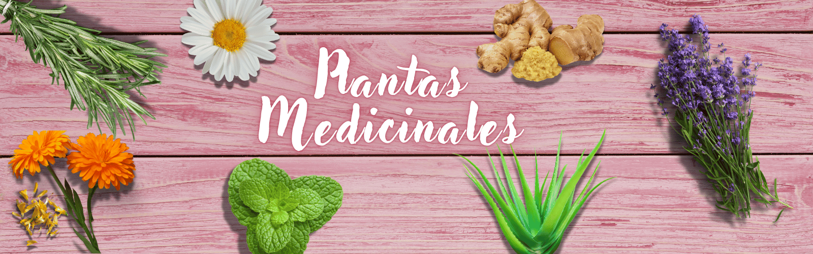 plantas medicinales